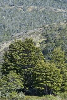 Antarctic antarctic beech
