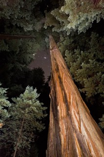 Coast redwood