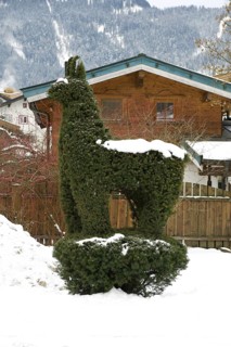 English yew