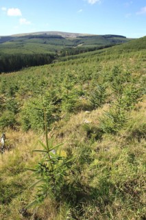 Planting of mixed-age sitka spruce