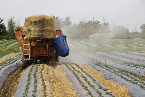 Tractor putting straw between the beds to prevent mud splashes on fruit. Young Elsanta strawberry plants