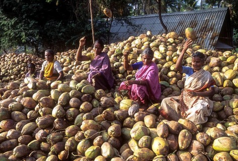 Women grading the coconuts in Singampunari