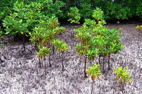 Grey mangrove