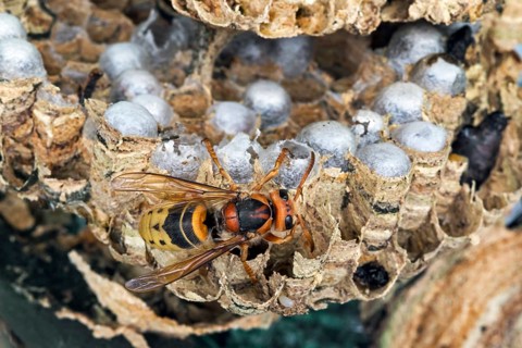 European european hornet