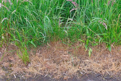 Field margins treated with herbicides