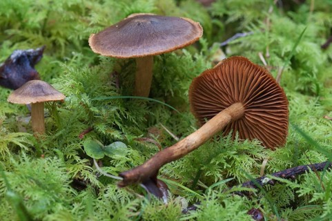 Orange-leaved Cinnamon Skinhead