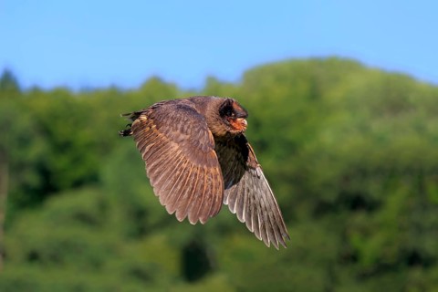 Sao Tome Barn Owl