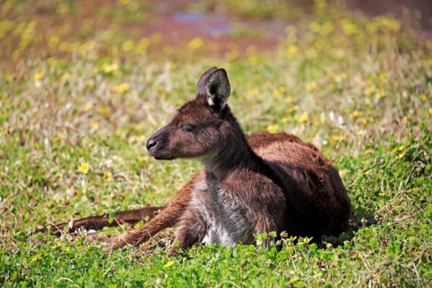 Kangaroo on Kangaroo Island