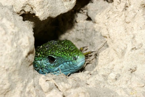 Eastern green lizard