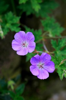 Ashy cranesbill