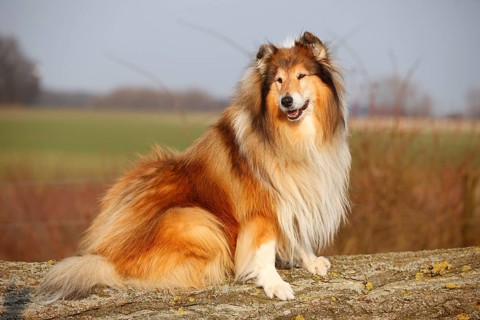 Scottish shepherd dog