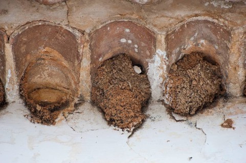 Common house martins