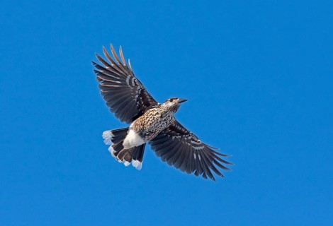 Spotted spotted nutcracker