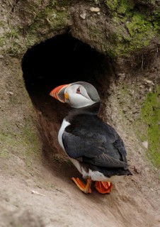 Puffin