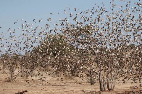 Red-billed quelea