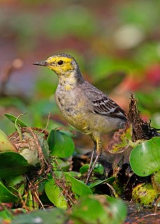 Citrine wagtail