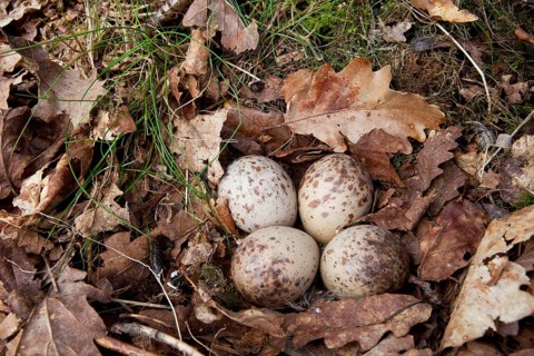 Eurasian woodcock