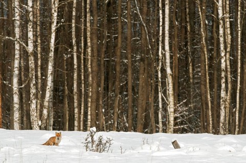 European Red Fox
