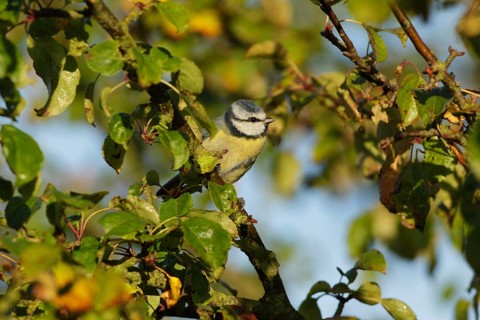 Blue tit