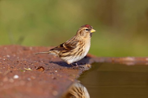 Lesser Redpoll