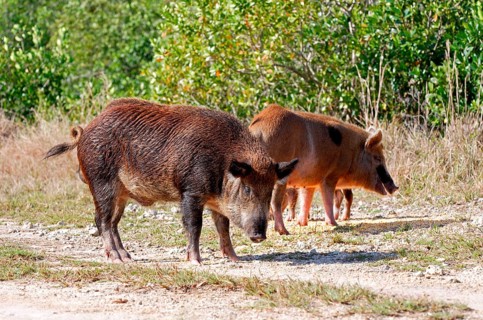 Wild boar