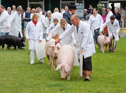 Domestic Pig