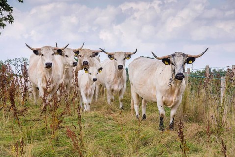 Domestic Cattle