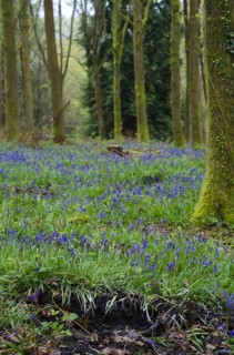 Endymion hyacinth