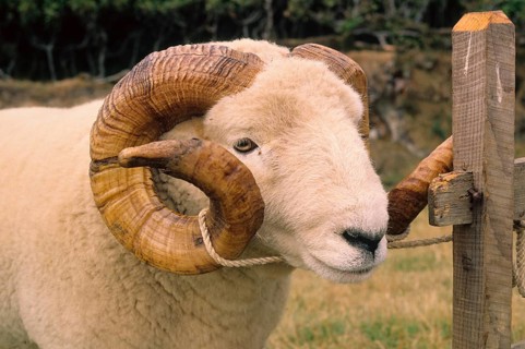 Domestic sheep