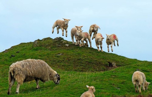 Domestic Sheep