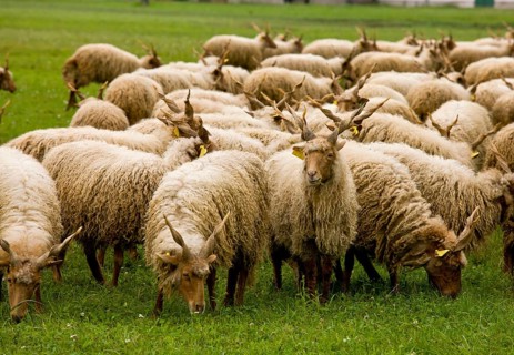 Domestic sheep