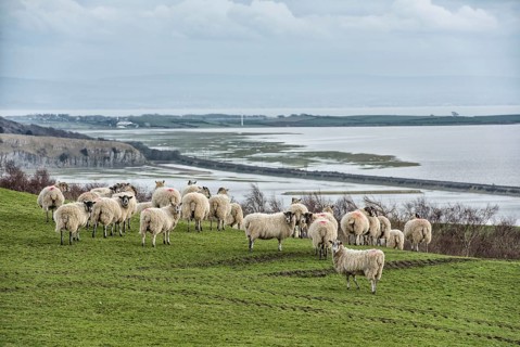 Domestic Sheep