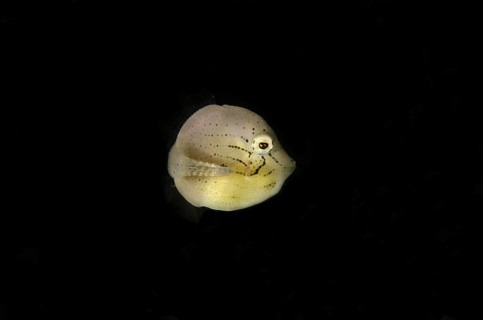 Taylor's Filefish