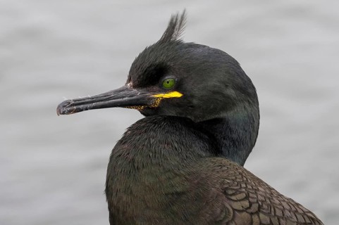 European Shag