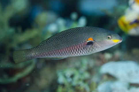 Red-shouldered wrasse