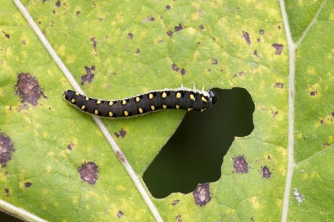 Larva of the sawfly wasp
