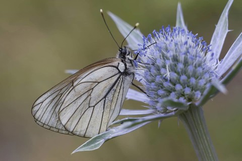 Black-veined whites