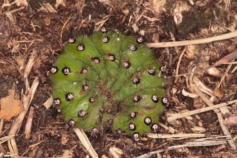 Small emperor moths