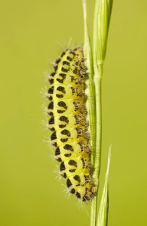 Six-spotted Burnet caterpillar