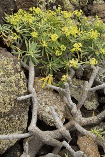 King Juba's Spurge