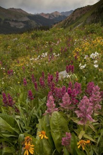 Pink paintbrush