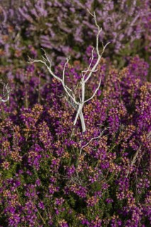Bell heather growing on Sandlings Heath near Westleton Suffolk