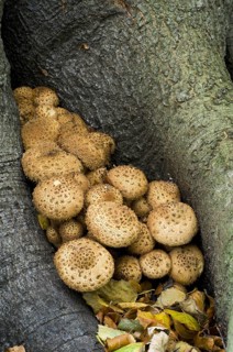 Shaggy Scalycap