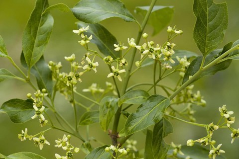 Euonymus europa