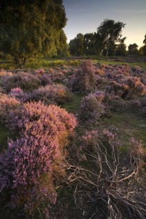 View of heathland with flowering heather in evening sunlight