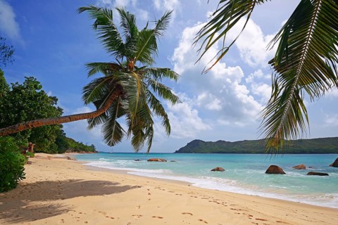 Beach and palm trees at Anse Boudin