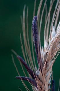 Ergot fungus