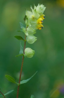 (Melampyrum arvense)