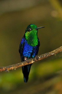 Green-crowned nymph