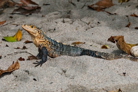 Black Iguana